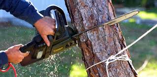 Best Commercial Tree Services  in Carson City, NV