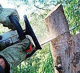 Best Tree Trimming and Pruning  in Carson City, NV