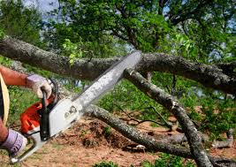 Best Tree Health Inspection  in Carson City, NV