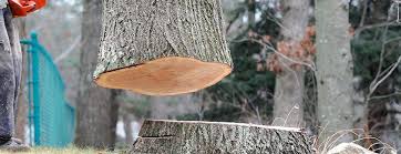 How Our Tree Care Process Works  in  Carson City, NV