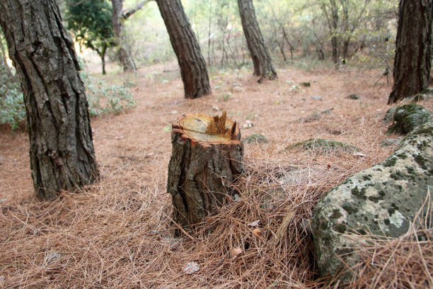 Best Tree and Shrub Care  in Carson City, NV