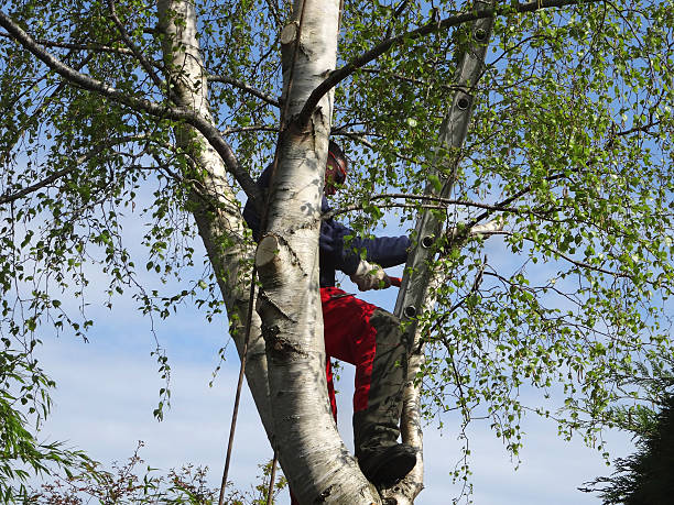 Trusted Carson City, NV Tree Care Experts